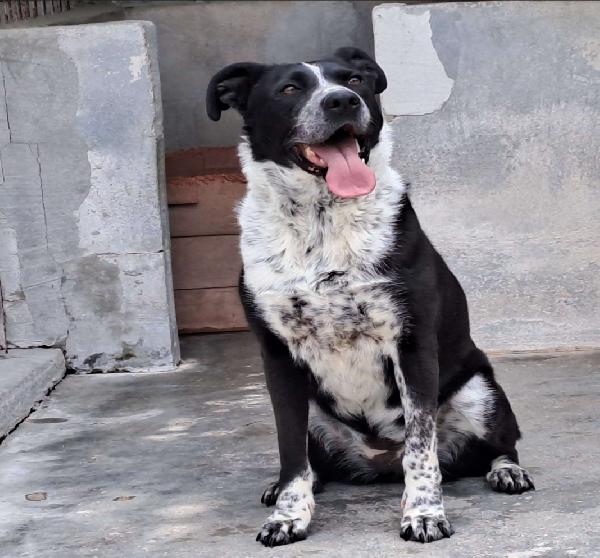Fenice 5anni mollata nel '22..PUGLIA SOS CASA Foto 5